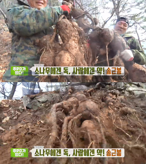 '생방송투데이' 송근봉, 소나무 뿌리에 붙은 혹…혈액순환 효능 약재