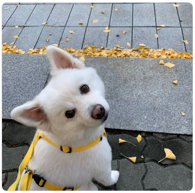 방탄소년단 공식 트위터