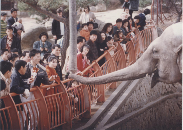 1995년 3월 1일 동래동물원에서 코끼리를 구경하는 상춘객들의 모습입니다. 부산일보DB
