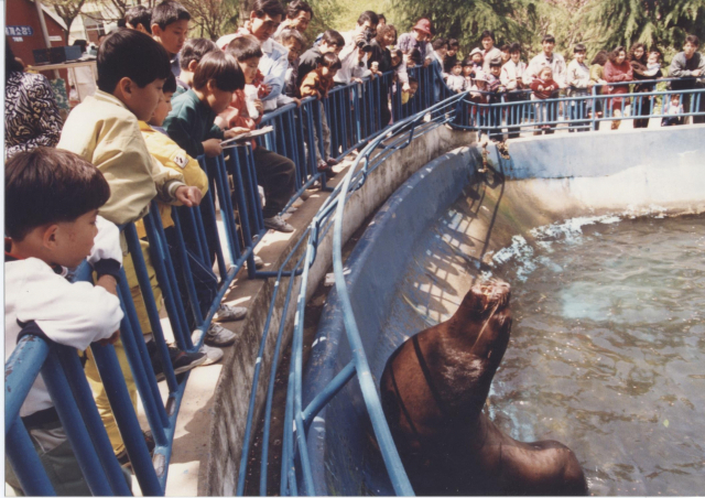 성지곡동물원의 물개 연기는 서울 대형동물원도 부러워할 정도였죠. 1992년 4월 19일 성지곡동물원에서 재롱을 부리는 물개 모습입니다. 부산일보DB