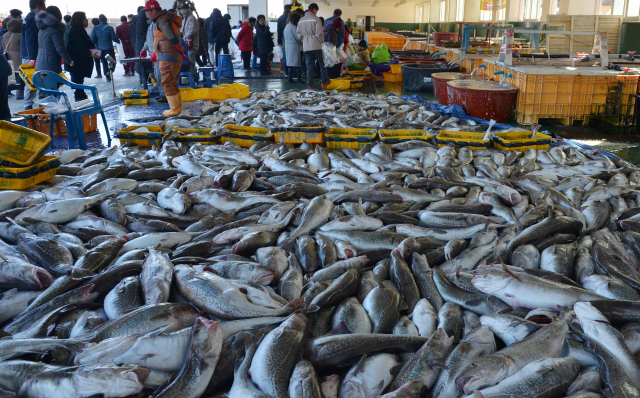 국내 최대 대구 집산지인 거제시 외포항 대구 경매 모습. 부산일보DB