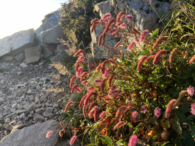 절정에 오른 산오이풀.