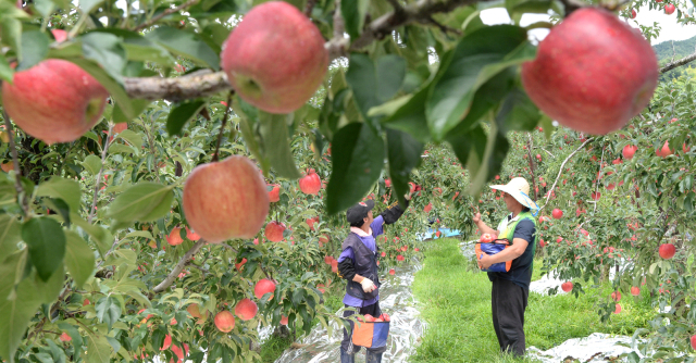 경남 거창군은 전국 사과 5대 주산지로 꼽히지만, 대부분의 사과가 외부로 넘겨져 다른 지역 이름으로 유통되는 ‘불합리한 구조’를 지니고 있다. 거창군 제공