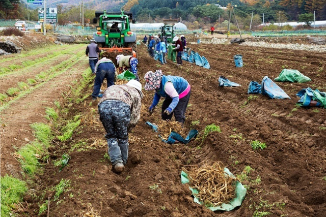 농업경영주의 배우자가 일시적으로 취업해 건강보험 직장가입자(또는 국민연금 사업장가입자)가 되더라도 연간 90일 이상 농사를 짓고 겸업 근로소득이 연 2000만 원 미만이면 농업인 자격이 유지되며, 농업경영체 등록도 가능해진다. 클립아트코리아