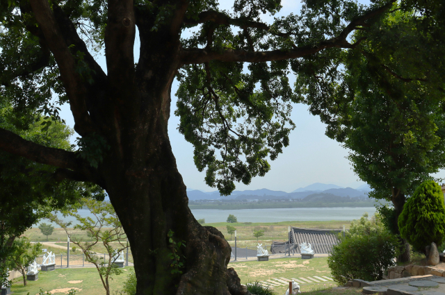 경남 밀양시 명례 성지 ‘성모승천성당’에서 고목 사이로 내려다본 성모동산과 명례생태공원 전경. 남태우 기자