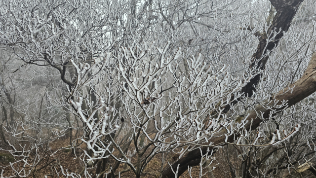 지리산국립공원에 눈꽃이 피었다. 21일 국립공원공단 지리산국립공원경남사무소에 따르면 이날 새벽 지리산 주 능선인 장터목.세석 일원에 올해 첫 상고대가 폈다. 지난해보다는 한달 정도 늦은 시점이다. 21일 지리산 세석대피소는 최저기온이 영하 2.1도, 최대풍속 2.0m/s를, 장터목대피소는 최저기온이 영하 1.9도, 최대풍속 5.8m/s를 기록했다. 지리산국립공원경남사무소 제공