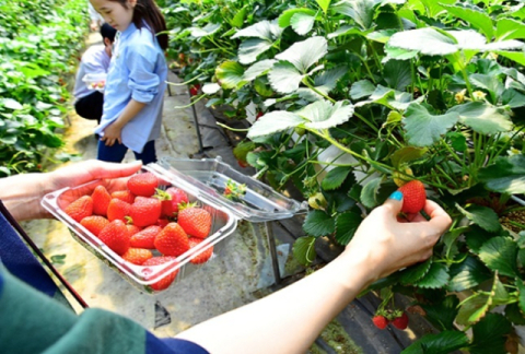 농업경영체 등록 말소돼도 1년내 판매액 있으면 재신청 가능