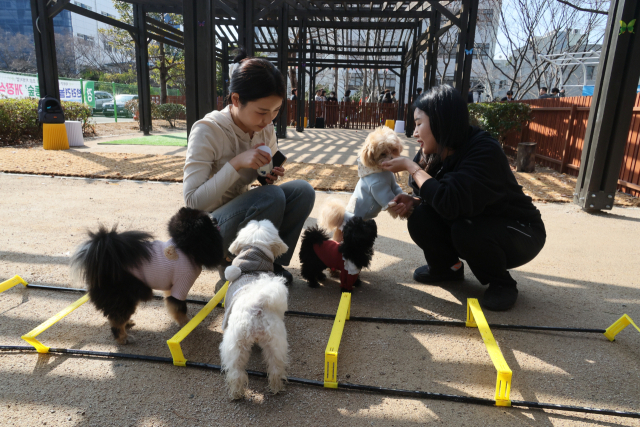 동명대학교는 반려동물보건학과, 애견미용·행동교정학과, 반려동물산업학부를 두고 전문 인력 양성에 힘쓰고 있다. 동명대 제공