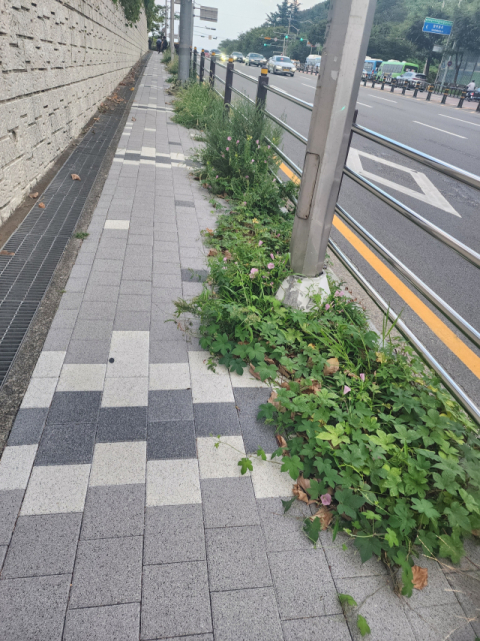 [독자광장] 잡초 무성한 인도, 관리 시급