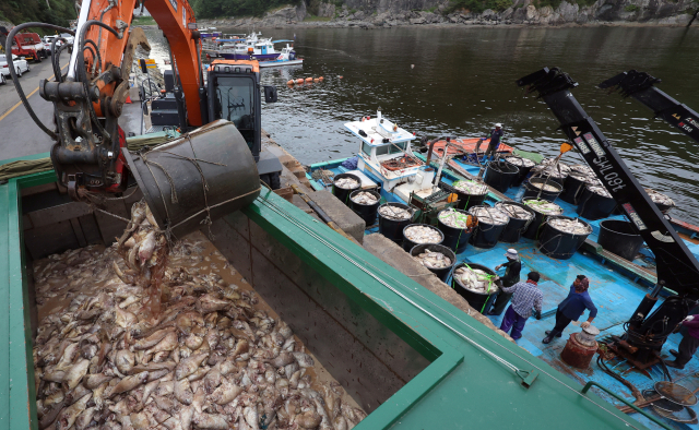 지난해 9월 경남 남해군 미조면 한 항구에서 적조에 집단 폐사한 참돔의 수거 작업이 진행되고 있는 모습. 부산일보DB