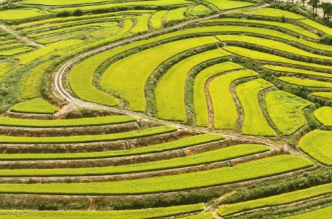 가격 하락분도 보상…벼 농업수입안정보험 확대