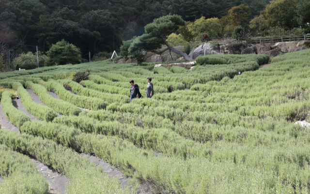 느티나무의사랑 치유 농장을 산책하는 사람들 모습. 정대현 기자 jhyun@