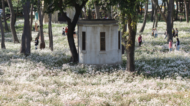 경남 밀양시 삼문공설운동장 숲을 가득 메운 구절초. 남태우 기자