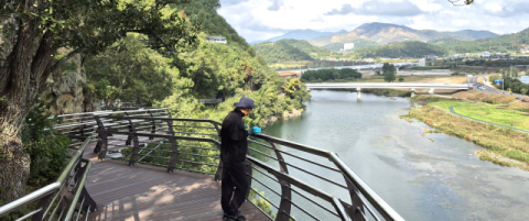 밀양강 따라 절벽 잔도, 11월엔 황금빛 은행나무 금시당