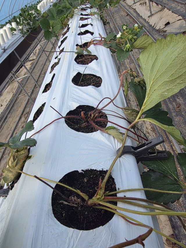 경남 진주시 수곡면 한 딸기 수출 농가. 수확기를 앞두고 모종이 고사했다. 김현우 기자