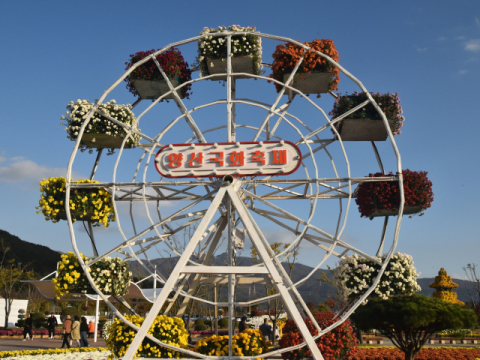 양산국화축제 일주일 연장…16일까지 운영