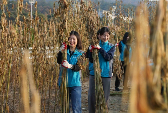 한국마사회 임직원들이 과천 포니랜드에 심은 케나프를 수확하고 있다. 한국마사회 제공