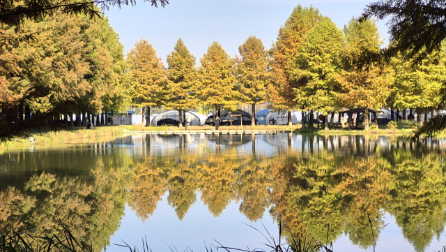 전남 담양군 메타세쿼이아랜드의 연못에 푸른 하늘과 붉은색으로 짙어가는 메타세쿼이아 나무 그림자가 비쳐 환상적 장면을 연출하고 있다. 남태우 기자