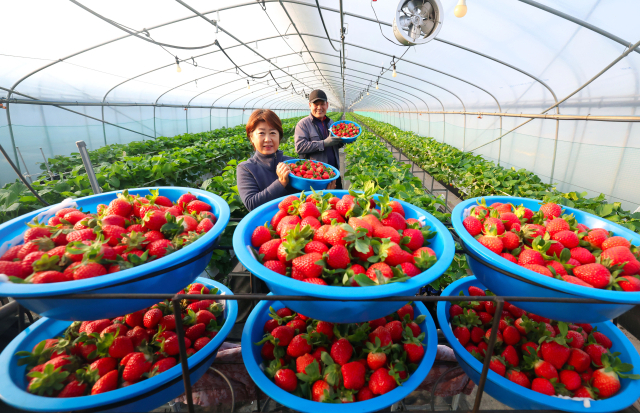 겨울 제철을 앞두고 ‘함양 딸기’가 본격적인 출하에 들어갔다. 이십사절기의 스무 번째인 소설(小雪)을 나흘 앞둔 18일 경남 함양군 지곡면 창촌마을 이감성 씨 부부가 갓 수확한 ‘설향’ 딸기를 들어 보이고 있다. 함양 딸기는 청정 환경에서 풍부한 햇살을 받고 자라 고당도, 단단한 과육, 새콤달콤한 과즙을 자랑한다. 함양군 제공