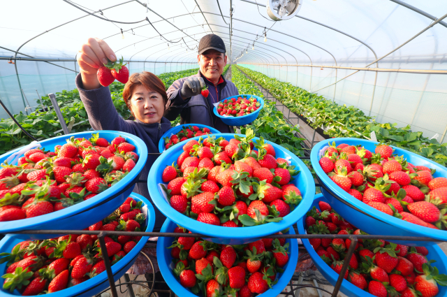 겨울 제철을 앞두고 ‘함양 딸기’가 본격적인 출하에 들어갔다. 이십사절기의 스무 번째인 소설(小雪)을 나흘 앞둔 18일 경남 함양군 지곡면 창촌마을 이감성 씨 부부가 갓 수확한 ‘설향’ 딸기를 들어 보이고 있다. 함양 딸기는 청정 환경에서 풍부한 햇살을 받고 자라 고당도·단단한 과육·새콤달콤한 과즙을 자랑한다. 함양군 제공