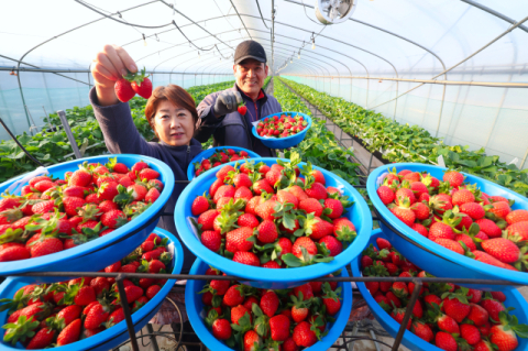 [포토뉴스] “이게 바로 지리산 딸기입니다”