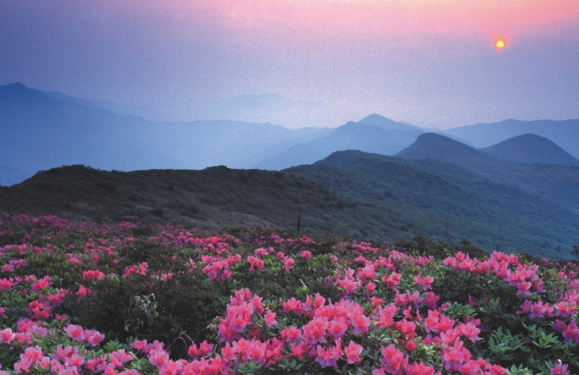 가지산 정상에 붉게 물든 철쭉꽃이 멀리 보이는 산 능선과 어우러져 신비로운 분위기를 자아낸다. 울주군청 제공