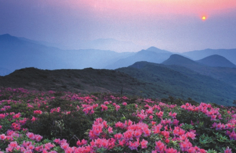 울산 최고봉 가지산에 ‘400년 철쭉’ 품은 힐링 숲길