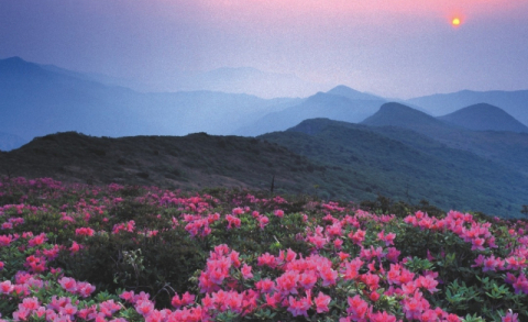 울산 최고봉 가지산에 ‘400년 철쭉’ 품은 힐링 숲길