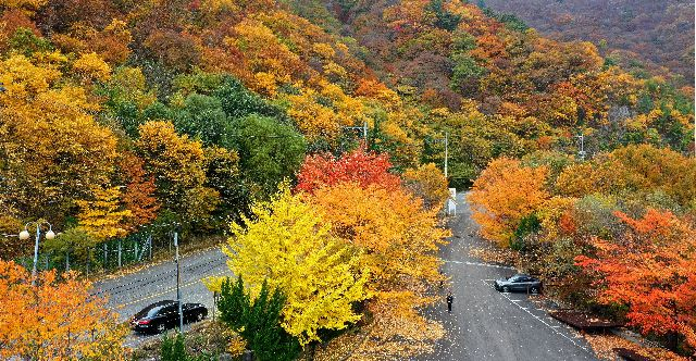 휴일인 8일 울산 울주군 석남사에서 석남터널로 이어지는 고갯길을 따라 가지산 자락이 오색 단풍으로 곱게 물들어 장관을 이루고 있다. 정종회 기자 jjh@ 2025.11.09 부산일보DB