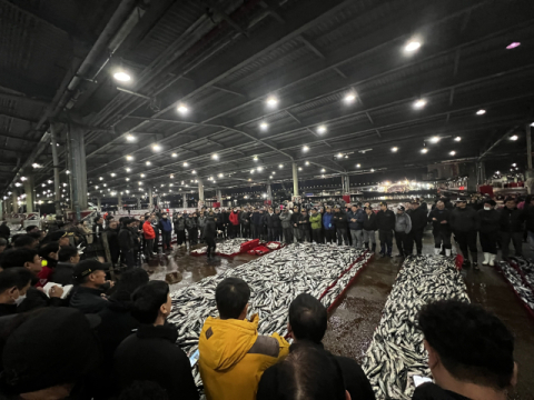 [단독]역대 최고치 고등어 터졌다...부산공동어시장 위판목표 조기 달성