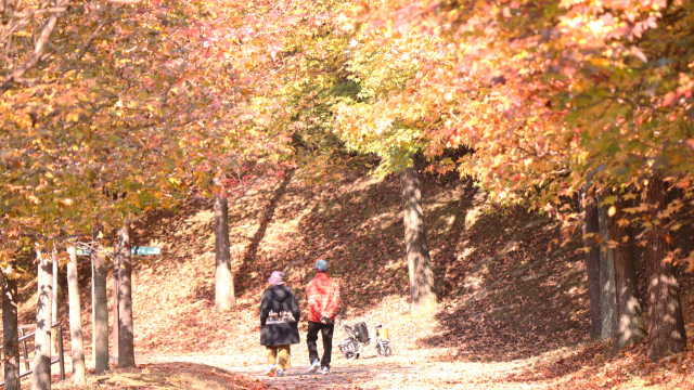 노부부가 가을이 깊어가는 경남수목원 단풍나무 길 사이에서 산책을 즐기고 있다. 남태우 기자