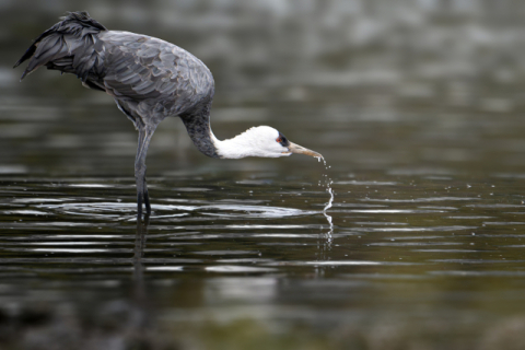 울산 회야강·남창들에 천연기념물 ‘흑두루미’ 날아왔다