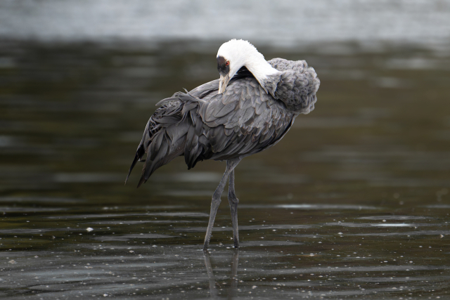 천연기념물 흑두루미가 울산 회야강의 한적한 물가에서 부리로 날개 깃을 고르며 휴식을 즐기고 있다. 조현표 새 통신원 제공