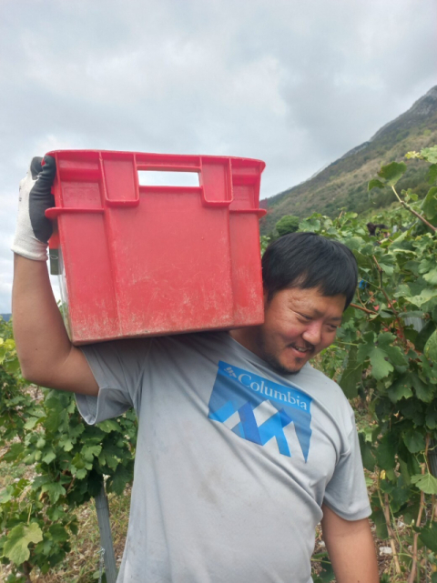 하석환 씨는 소믈리에에서 포도 농사를 짓는 농부로 변신했다.