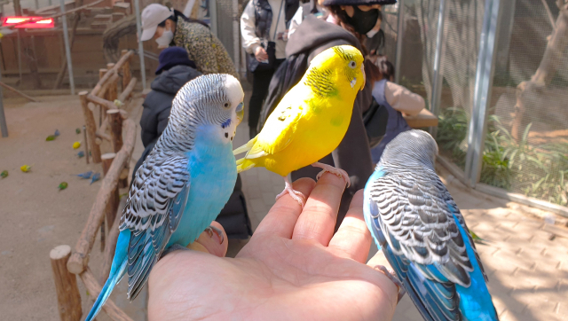 잉꼬앵무새들이 관람객 손에 앉아 먹이를 기다리고 있다. 남태우 기자
