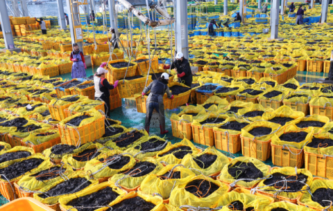 [포토뉴스] 두껍고 고소한 ‘낙동김’ 수확 한창