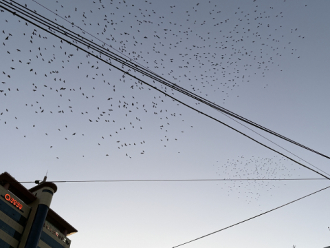 ‘눈 대신 새똥’ 까마귀 부산 습격 사건