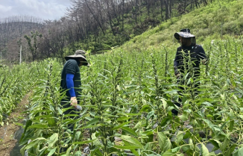 산불 피해 안동 종자생산단지, 농진원 지원에 참깨 종자 생산 오히려 늘어