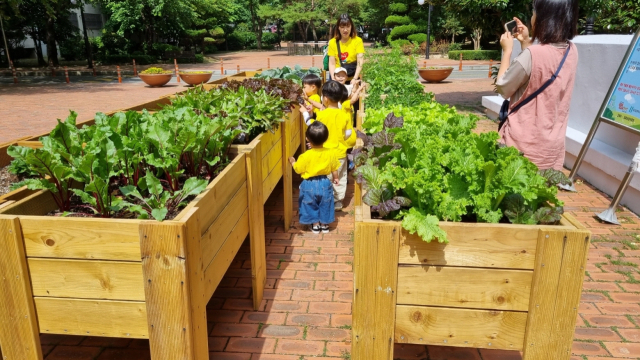 올해 경남 김해시가 추진한 도심 속 텃밭 가꾸기 사업이 시민들에게 큰 호응을 얻었다. 김해시 제공