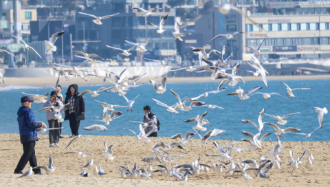 [포토뉴스] 갈매기도 사람도 여유로운 해운대의 겨울