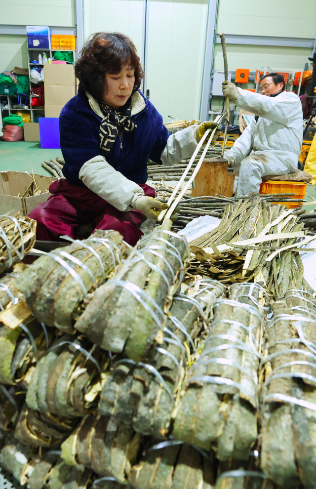 8일 지리산 자락인 경남 함양군 마천면 의탄리 의중마을에서 장철안 씨 부부가 천연 항노화 식품에 좋은 토종 참옻나무 껍질을 벗기는 작업을 하고 있다. 약용식물인 옻나무 껍질은 독성만 제거하면 항암 및 면역력 강화, 위장 기능 개선 등 다양한 효능을 보여 ‘산에서 나는 보약’이라 불린다. 함양군 제공