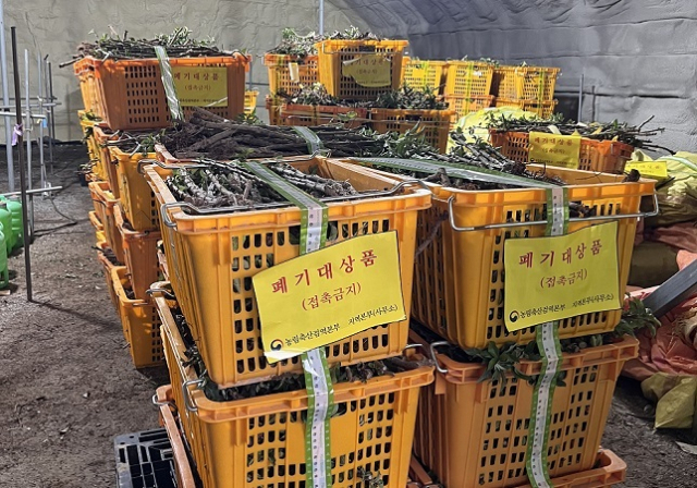 적발된 중국산 사과묘목. 농림축산검역본부 제공