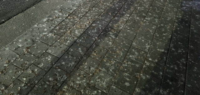 김해시 도심의 인도를 가득 메운 까마귀 배설물. 김해시 제공