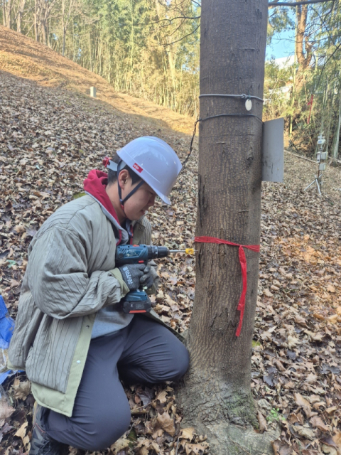 ‘천연 약수’ 고로쇠, 이달부터 본격 채취 시작