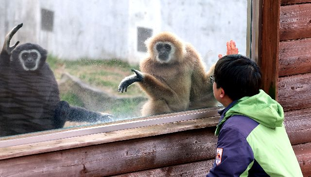 부산시가 6년째 경영 악화로 휴업 중인 부산 유일 동물원 삼정더파크 내 동물 400여 마리에게 2억 원 상당의 먹이 지원을 추진한다. 사진은 2024년 삼정더파크에서 한 사육사가 흰손긴팔원숭이를 살펴보는 장면. 부산일보DB