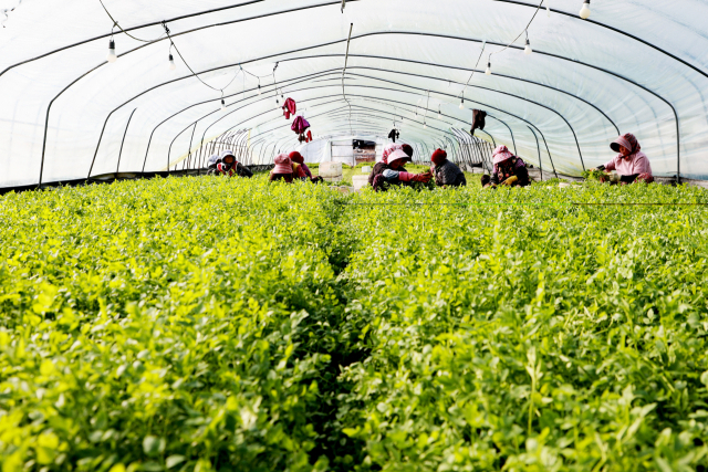 15일 경남 의령군 자굴산 기슭의 가례면 밭미나리 비닐하우스에서 농민들이 밭미나리 수확에 한창이다. 자굴산 밭미나리는 생채로 먹는 친환경 작물로, 8월 중순 파종해 10월부터 연중 수확이 가능하다. 물미나리와 달리 한 해 5~10회 수확할 수 있어 지역 농가의 중요한 소득원이다. 1994년 자굴산 자락 가례면에서 전국 최초로 물 대신 땅에서 재배를 시작한 이후, 꾸준히 지역 특산품으로 자리 잡았다. 맑고 깨끗한 지하 100m 암반수를 이용해 재배하며 부드러운 잎과 줄기를 쌈으로 먹으면 특유의 향을 즐길 수 있다. 또 물에서 재배하지 않아 거머리나 기생충 감염 걱정이 적다는 게 장점이다. 의령군 제공