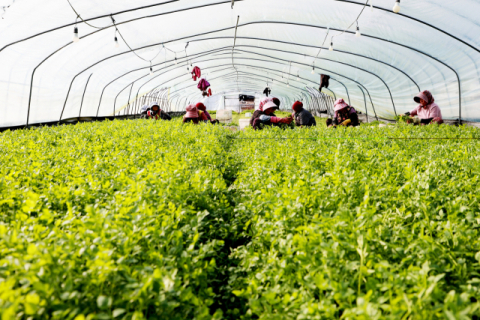 [포토뉴스] 겨울 입맛 사로잡는 ‘의령 밭미나리’