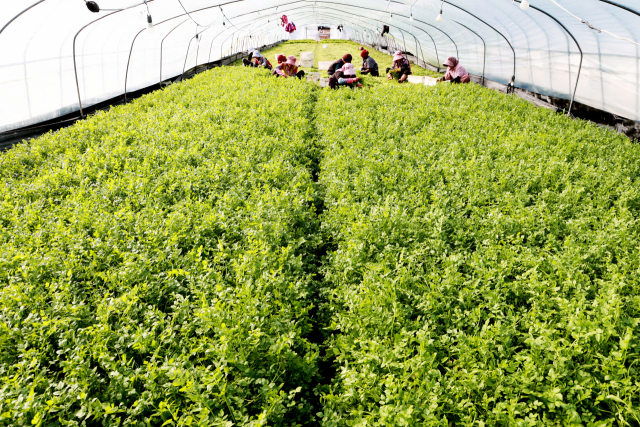 15일 경남 의령군 자굴산 기슭의 가례면 밭미나리 비닐하우스에서 농민들이 밭미나리 수확에 한창이다. 자굴산 밭미나리는 생채로 먹는 친환경 작물로, 8월 중순 파종해 10월부터 연중 수확이 가능하다. 물미나리와 달리 한 해 5~10회 수확할 수 있어 지역 농가의 중요한 소득원이다. 1994년 자굴산 자락 가례면에서 전국 최초로 물 대신 땅에서 재배를 시작한 이후, 꾸준히 지역 특산품으로 자리 잡았다. 맑고 깨끗한 지하 100m 암반수를 이용해 재배하며 부드러운 잎과 줄기를 쌈으로 먹으면 특유의 향을 즐길 수 있다. 또 물에서 재배하지 않아 거머리나 기생충 감염 걱정이 적다는 게 장점이다. 의령군 제공