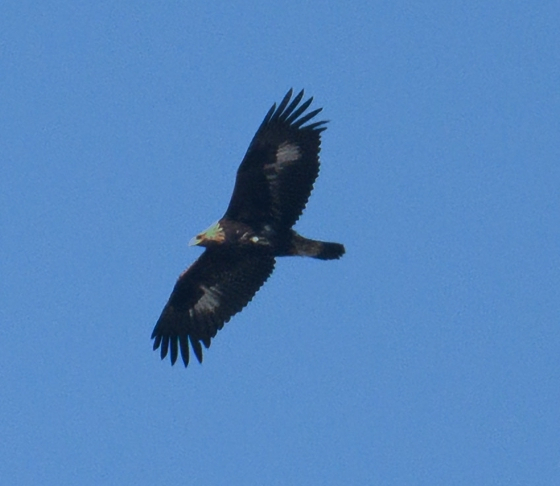 지난해 11월 24일 울산 울주군 회야댐 상공에서 관찰된 멸종위기야생생물 Ⅰ급 검독수리 어린 새의 비행 모습. 날개 깃 기부와 꼬리에 있는 흰색 반점이 유조(어린 새)의 특징을 잘 보여준다. 울산시 새통신원·짹짹휴게소 제공