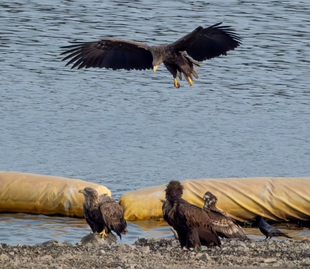 울산 울주군 회야댐 수변에서 휴식을 취하거나 비행 중인 멸종위기야생생물 1급 흰꼬리수리 무리다. 성조와 어린 새가 함께 발견되는 것은 이곳이 맹금류들에게 안정적인 먹이 활동과 휴식 공간을 제공하는 겨울 월동지임을 뒷받침한다. 울산시 새통신원·짹짹휴게소 제공